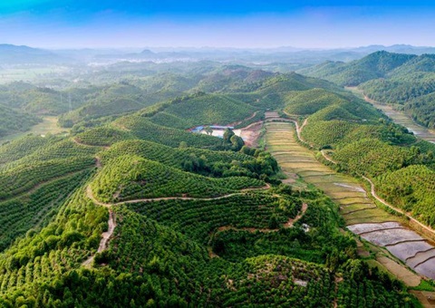 江西全力打造“赣鄱丛林粮库”<br> 整年开发各类丛林食品产量达679.4万吨