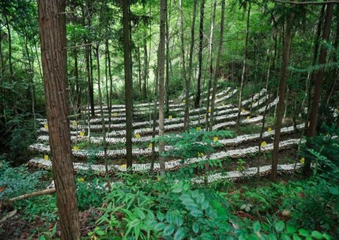 江西丛林可持续经营：开创生态美产业兴苍生富协同发展新局面