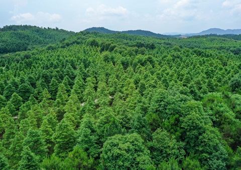 天津2024年林权流转买卖额达21.36亿元