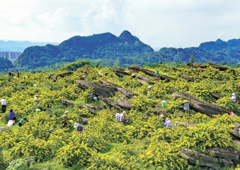 沉庆秀山：一朵山银花，开放19亿元综合产值